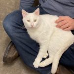 Featured Pet of the Week at the Clatsop County Animal Shelter