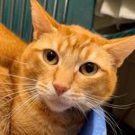 Featured Pet of the Week at the Clatsop County Animal Shelter