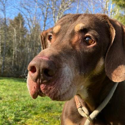 Featured Pet of the Week at the Clatsop County Animal Shelter 