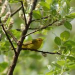 Nature Matters Talk Understanding Bird Songs 