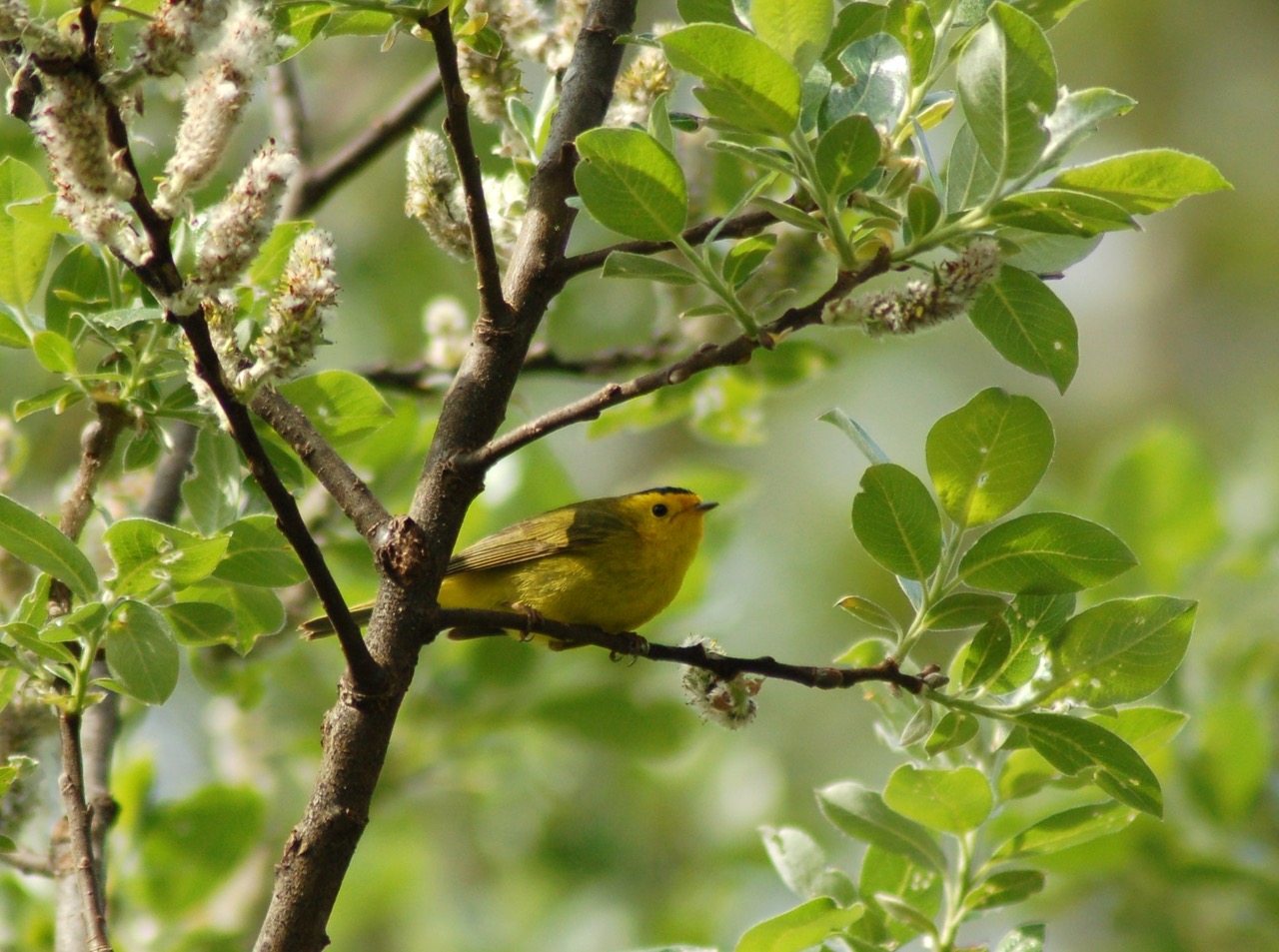 Nature Matters Talk Understanding Bird Songs 