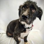 South Pacific County Humane Society Pets of the Week