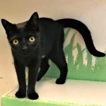 Featured Pet of the Week at the Clatsop County Animal Shelter 