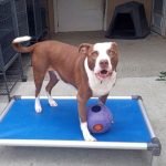 South Pacific County Humane Society Pet of the Week
