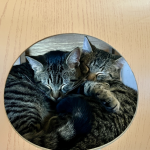 Kittens of the Week at United Paws of Tillamook