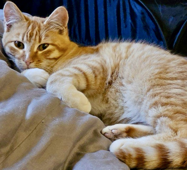 United Paws of Tillamook Kitten of the Week: Bruno