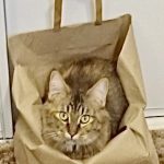 United Paws of Tillamook Cat of the Week