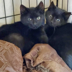 United Paws of Tillamook Kittens of the Week