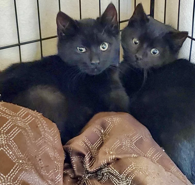 United Paws of Tillamook Kittens of the Week