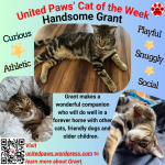 United Paws of Tillamook Cat of the Week - Handsome Grant