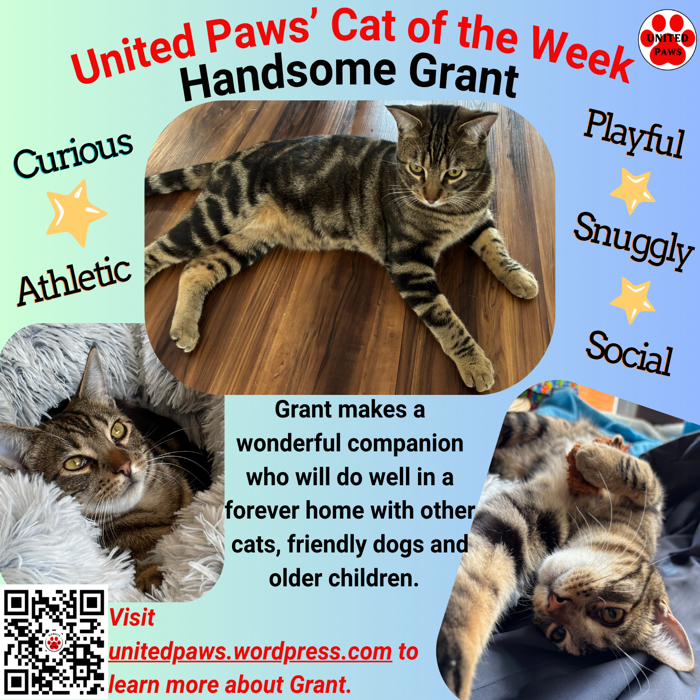 United Paws of Tillamook Cat of the Week - Handsome Grant