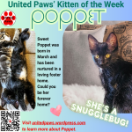 United Paws’ Kitten of the Week:  Poppet