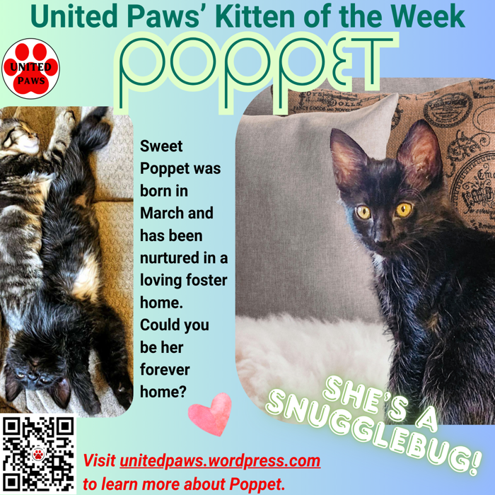 United Paws’ Kitten of the Week: Poppet