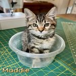 Kittens of the Week at United Paws of Tillamook