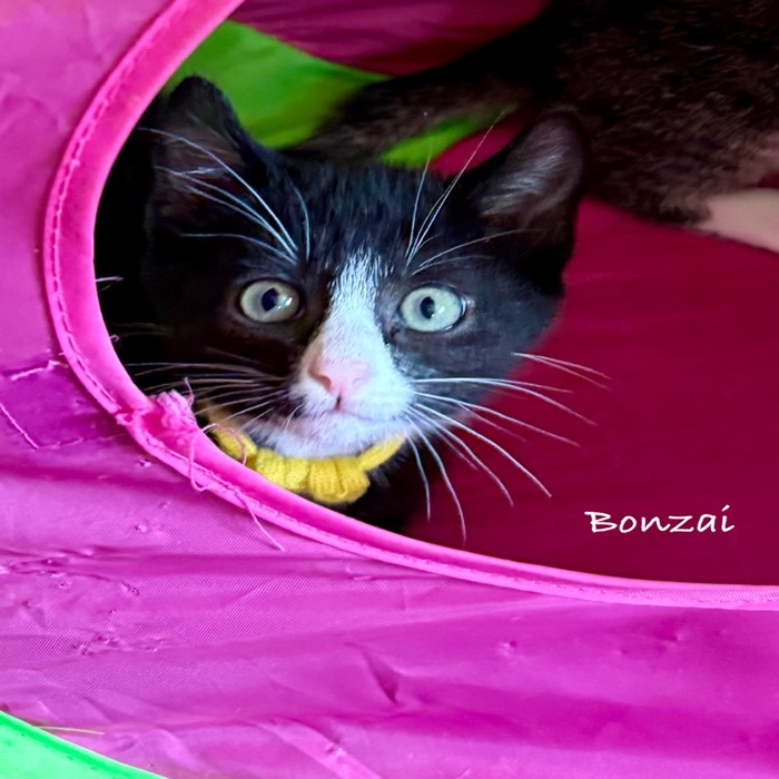United Paws of Tillamook Kittens of the Week