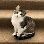 United Paws of Tillamook Cat of the Week:  Meet Daisy
