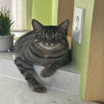 United Paws of Tillamook Cat of the Week:  Marley