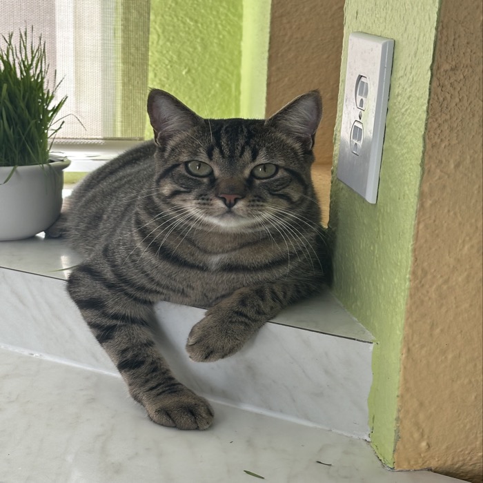 United Paws of Tillamook Cat of the Week:  Marley