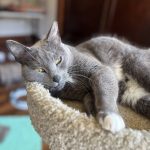 United Paws of Tillamook Cat of the Week