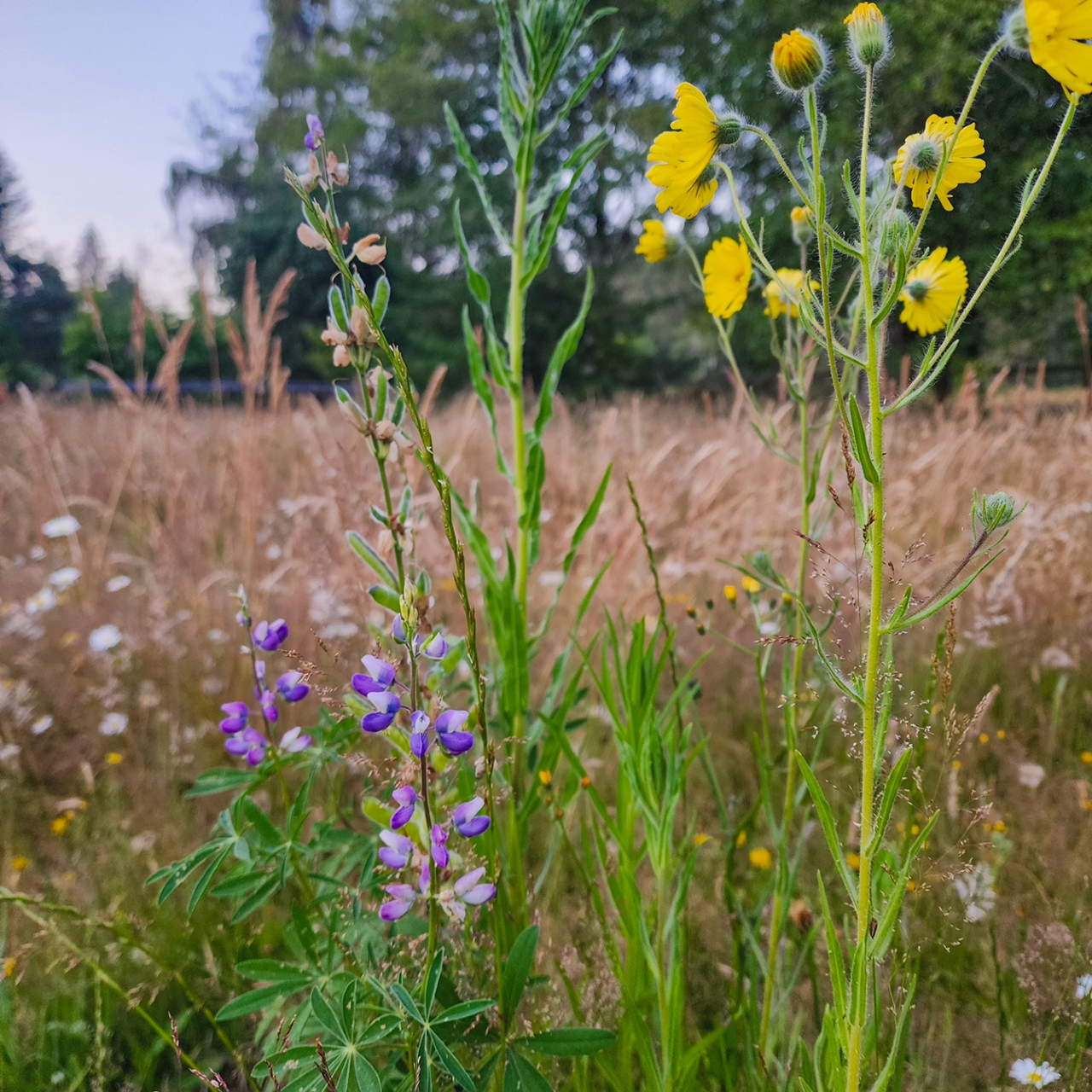 Lawns into Meadows