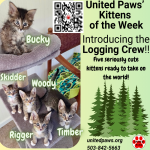 United Paws’ Kittens of the Week