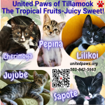 United Paws’ Kittens of the Week:  The Tropical Fruit Kitties