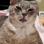 United Paws’ Cat of the Week