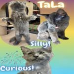 United Paws’ Kitten of the Week:  TaLa
