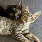 United Paws’ Kittens of the Week: Lulu and BooBoo