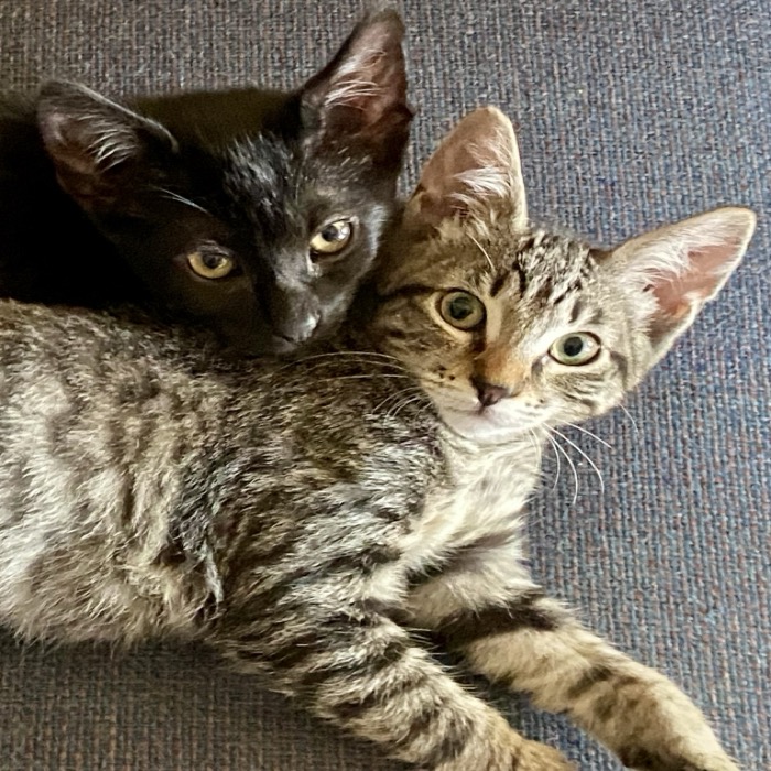 United Paws’ Kittens of the Week: Lulu and BooBoo
