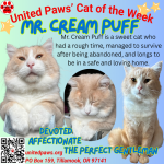 United Paws’ Cat of the Week: Mr. Cream Puff
