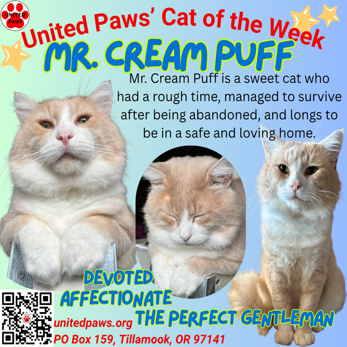 United Paws’ Cat of the Week: Mr. Cream Puff