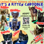 United Paws’ Kittens of the Week