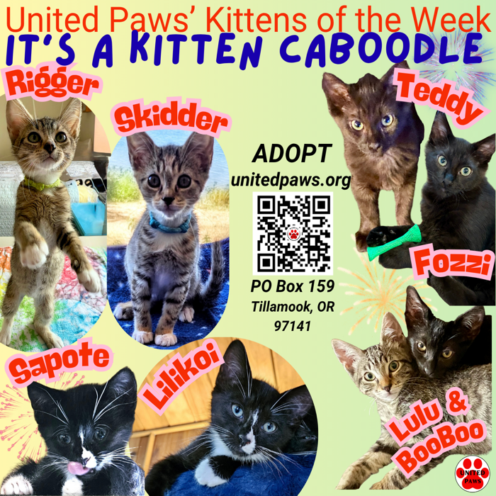 United Paws’ Kittens of the Week