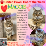 United Paws' Cat of the Week:  Sweet Maggie