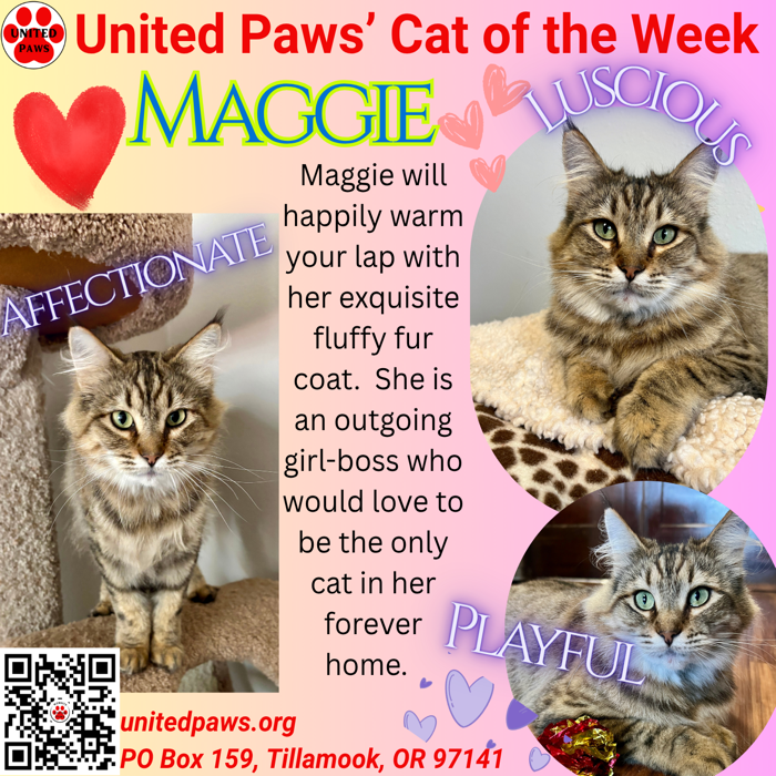 United Paws' Cat of the Week:  Sweet Maggie