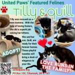 United Paws’ of Tillamook Featured Felines