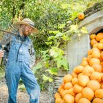 Fill Your Pantry and Holiday Market