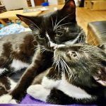 United Paws’ Kittens of the Week:  Meet Lilikoi and Sapote
