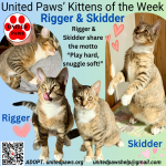United Paws’ Kittens of the Week:  Rigger and Skidder