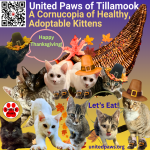 United Paws’ Cornucopia of Kittens and Cats