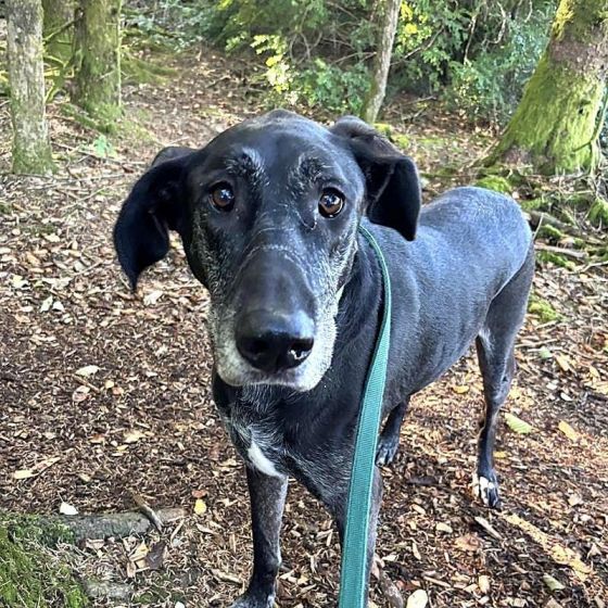 Featured Pet of the Week for the Clatsop County Animal Shelter - KMUN