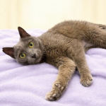 Pet Spotlight for the South Pacific County Humane Society
