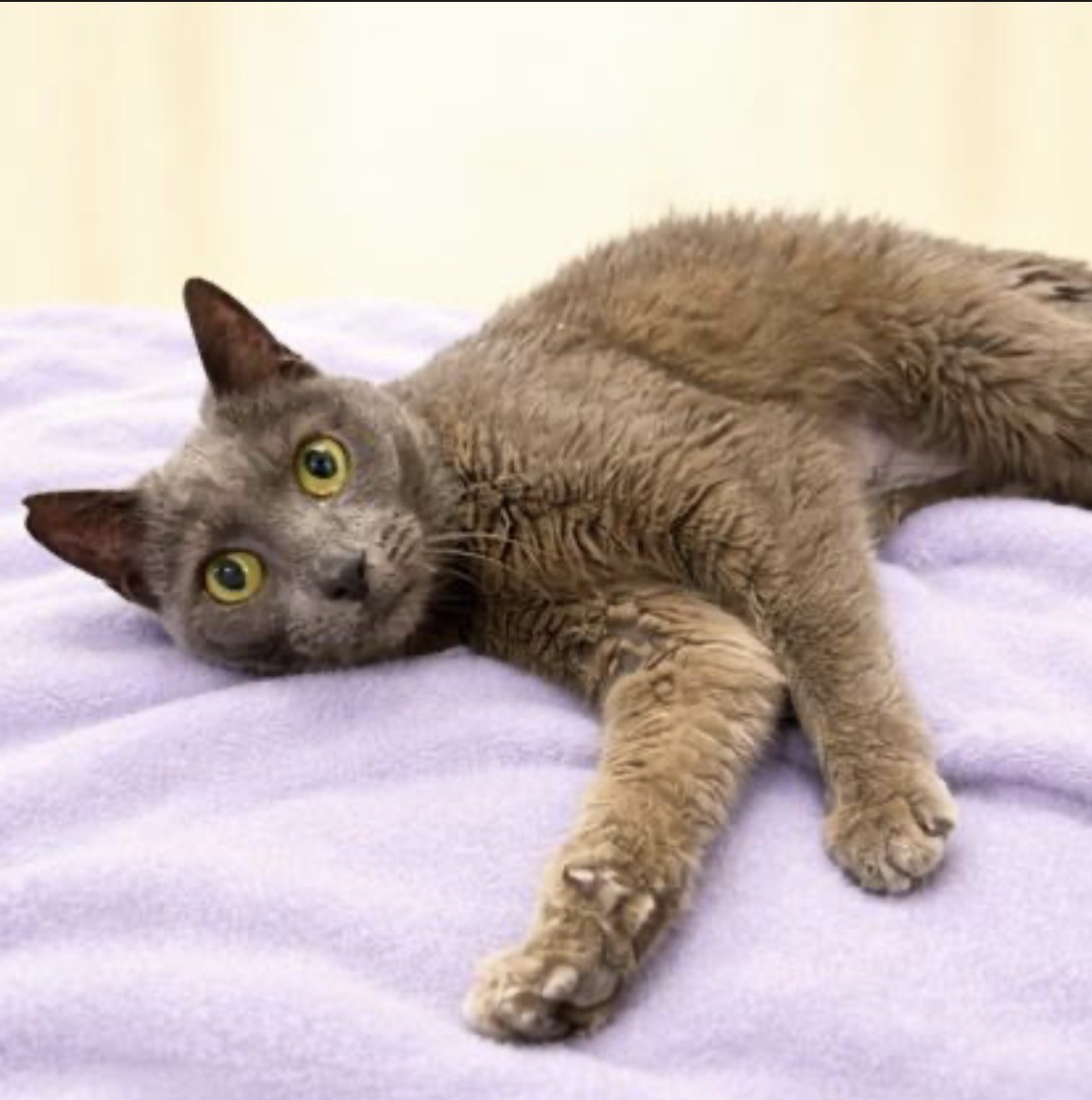 Pet Spotlight for the South Pacific County Humane Society