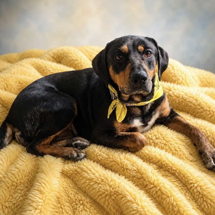 Pet Spotlight for the South Pacific County Humane Society