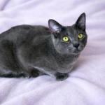 Pet Spotlight for the South Pacific County Humane Society