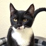 Pet Spotlight for the South Pacific County Humane Society