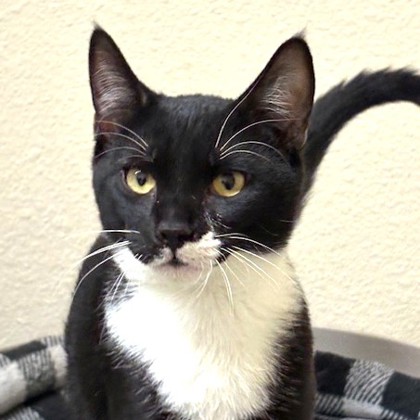 Pet Spotlight for the South Pacific County Humane Society