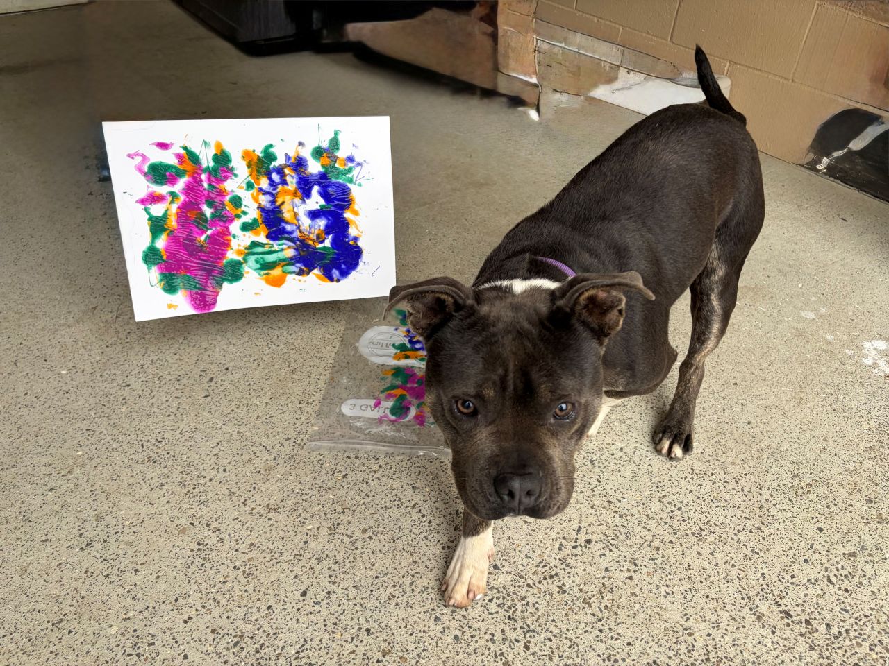 Exhibition: The Dog Days of Summer, Pets of the Peninsula - Opening Reception