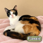 Pet Spotlight for the South Pacific County Humane Society